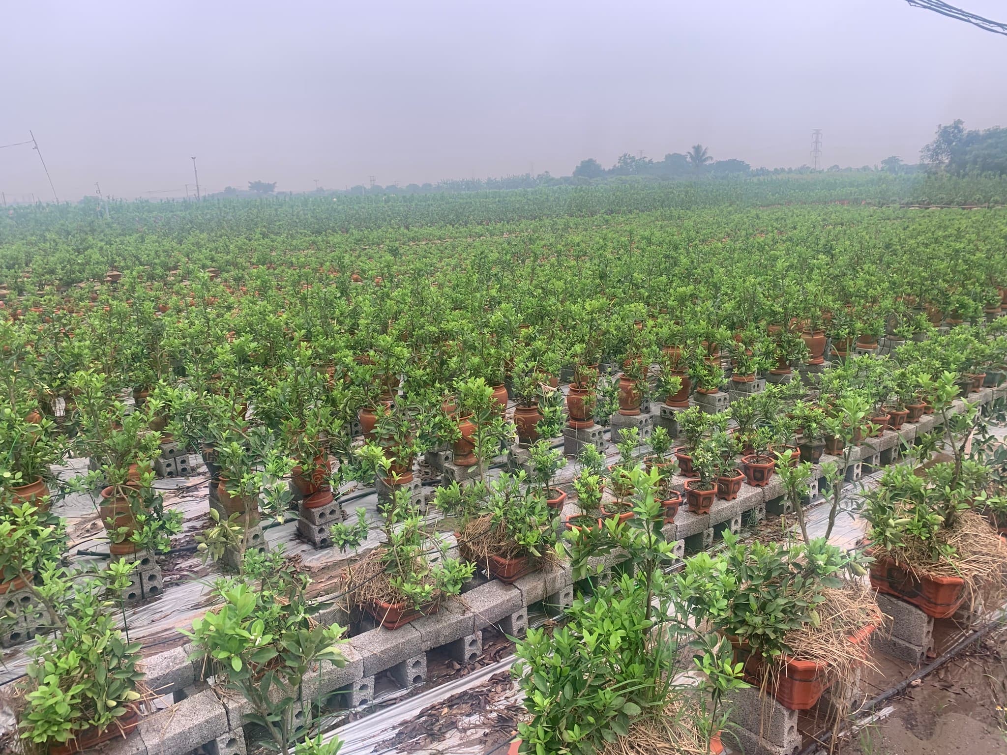 Plant nursery using ground-cover film